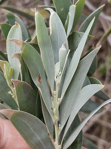 Image of Acacia binervia by (c) ronavery, some rights reserved (CC BY)