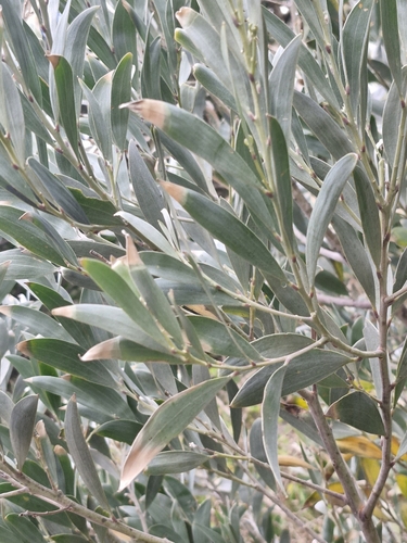 Image of Acacia binervia by (c) ronavery, some rights reserved (CC BY)