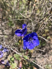 Phacelia campanularia