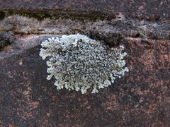 Protoparmeliopsis muralis