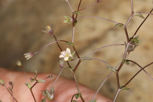 Image of Nemacladus inyoensis by (c) Steve Matson, some rights reserved (CC BY)