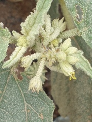 Chrozophora oblongifolia