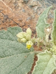 Chrozophora oblongifolia