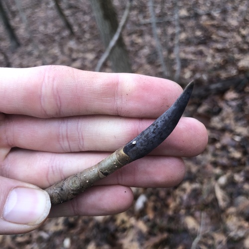 Magnolia tripetala