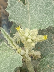 Chrozophora oblongifolia