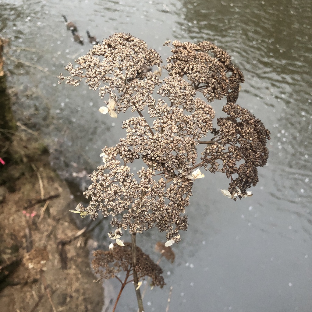 Hydrangea arborescens, Northwest Philadelphia, Philadelphia, PA, USA