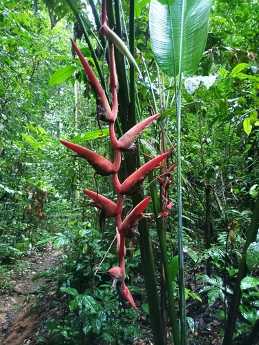 Heliconia pendula