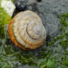 Amphibola crenata