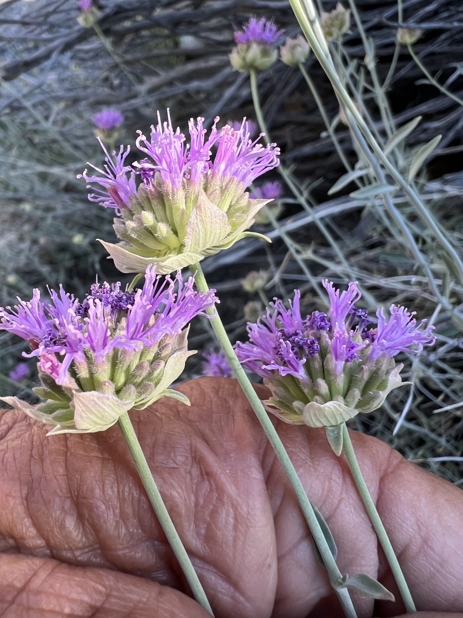 Monardella linoides