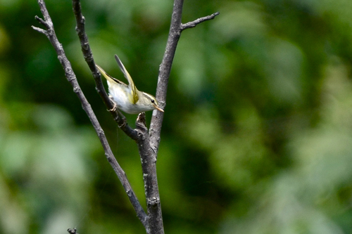 Claudia's Leaf Warbler (Phylloscopus claudiae), photo 9