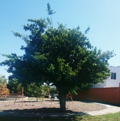 Ehretia anacua