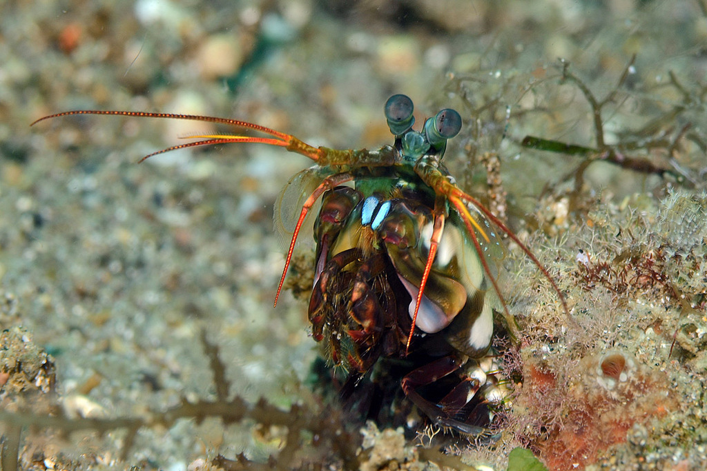 Blue-spot Mantis Shrimp
