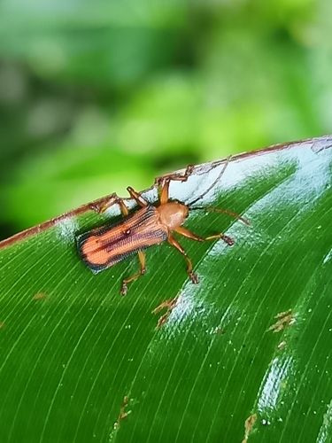 Sceloenopla laeta