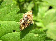Panemeria tenebrata
