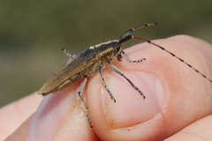 Agapanthia asphodeli