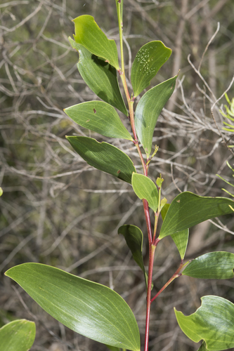 Acacia blakei observed 2024-01-25