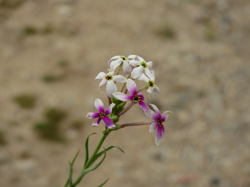 Image of Arjona Longifolia (Arjona longifolia) by (c) Guillermo Debandi, some rights reserved (CC BY)