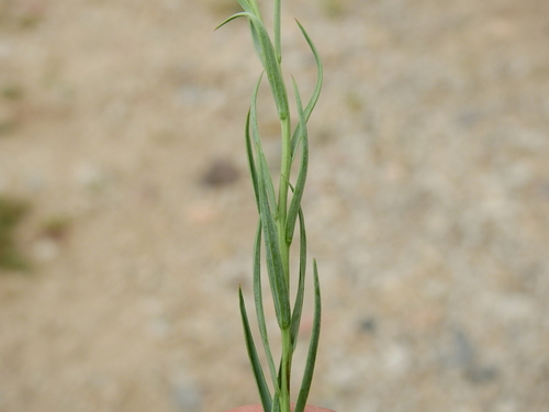 Image of Arjona Longifolia (Arjona longifolia) by (c) Guillermo Debandi, some rights reserved (CC BY)
