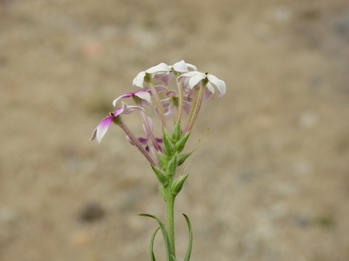 Image of Arjona Longifolia (Arjona longifolia) by (c) Guillermo Debandi, some rights reserved (CC BY)