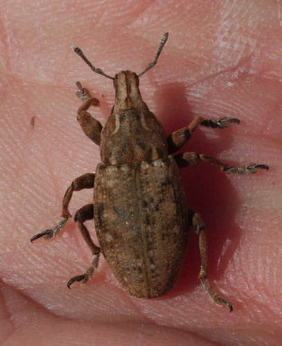 Leucophyes occidentalis