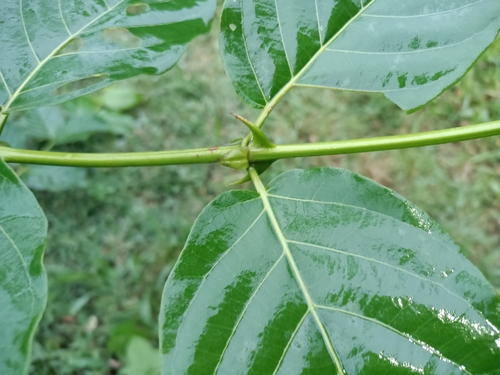 Cat's Claw (Uncaria tomentosa)