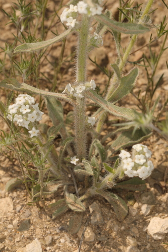 Image of Oreocarya hoffmannii by (c) Steve Matson, some rights reserved (CC BY)