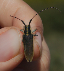 Agapanthia asphodeli