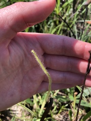 Drosera tracyi