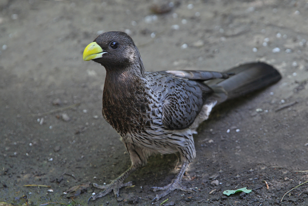 Western Plantain-eater photo