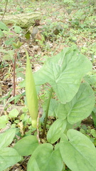Arum maculatum
