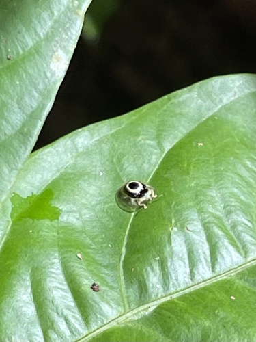 Target Tortoise Beetle