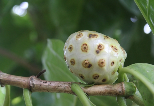 Noni