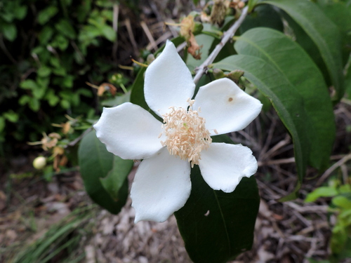 Wild guava (Calycolpus goetheanus)