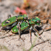 Ohlone Tiger Beetle - Photo (c) Christian Schwarz, some rights reserved (CC BY-NC), uploaded by Christian Schwarz