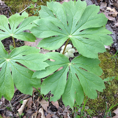 Podophyllum peltatum