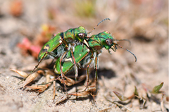 Cicindela ohlone