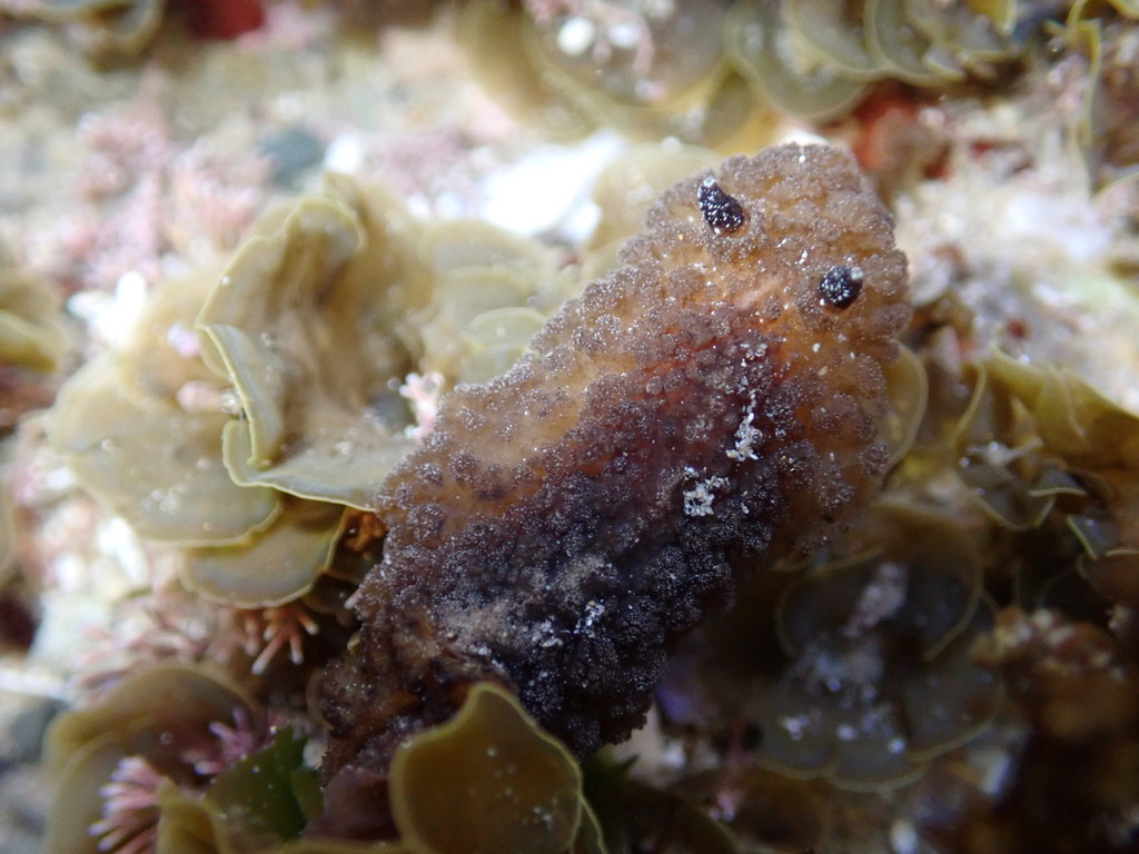Ridged Granulated Dorid