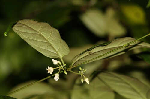 Image of Parsonsia ventricosa by (c) Greg Tasney, some rights reserved (CC BY-SA)