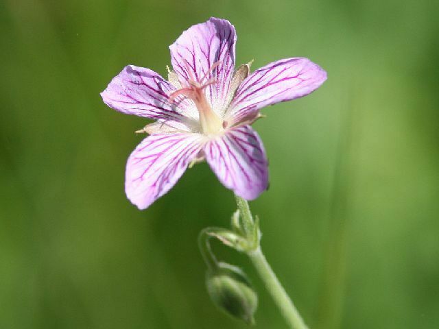 California geranium from Quaking Aspen Meadow, California 93265, USA on ...