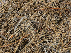 Ablepharus kitaibelii