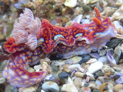 ミアミラウミウシ