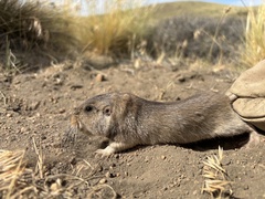 Maule Tuco-Tuco photo 3