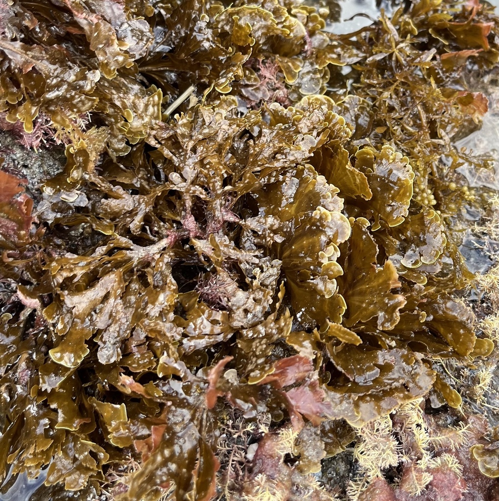 Banded Fanweed from Little Harbor, CA, US on January 25, 2024 at 03:15 ...