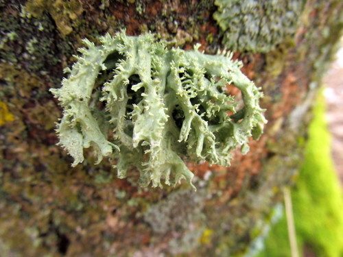 Lygiajuostė ramalina nuotrauka