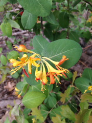 Lonicera flava