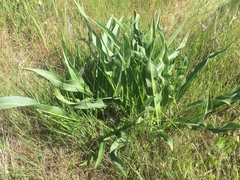 Wyethia angustifolia
