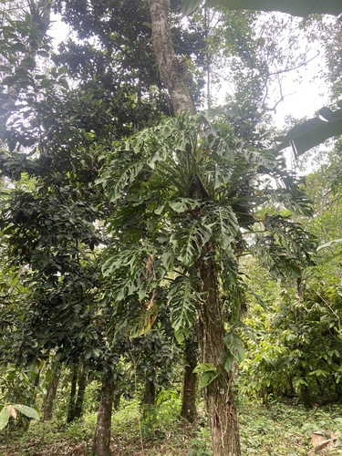 Monstera adansonii