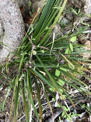Carex crebriflora