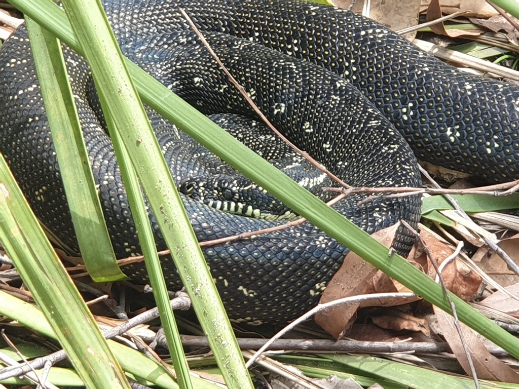 Diamond Python from Jervis Bay Territory 2540, Australia on November 29 ...