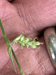 Carex crebriflora